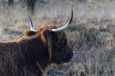 Close-up of a cow on field