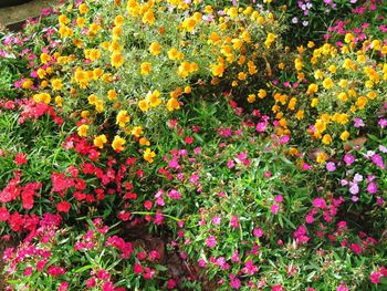 Close-up of multi colored flowers blooming outdoors