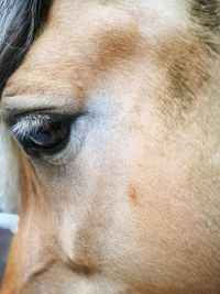 Close-up of horse eye