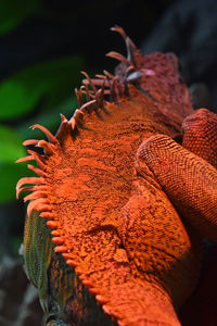 Close-up of iguana at zoo