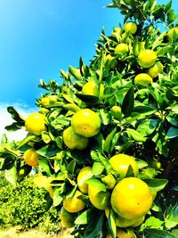 Low angle view of yellow flowers growing on tree