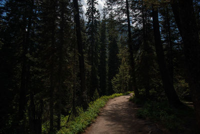 Pine trees in forest