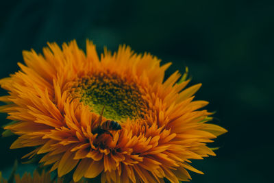 Close-up of yellow flower