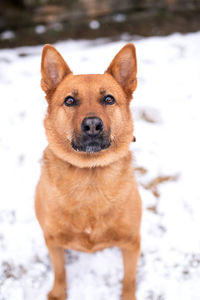 Close-up of dog