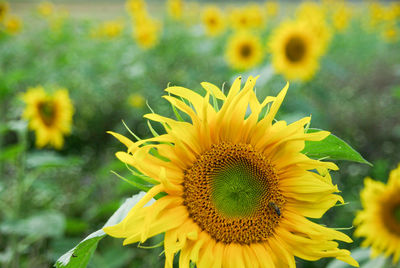 Close-up of fresh sunflower blooming in field