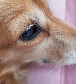 Close-up portrait of dog