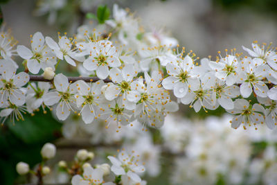 Close-up of white cherry blossom tree