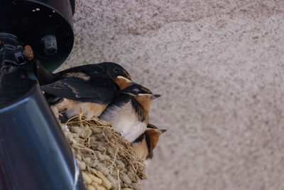 High angle view of birds in nest