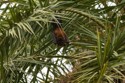 Close-up of a lizard on tree