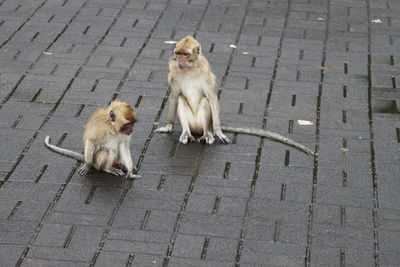 High angle view of cats on footpath