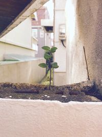 Close-up of plant against building