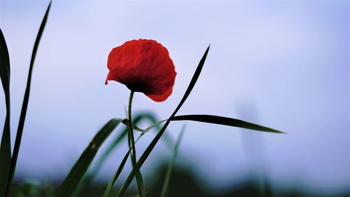 Close-up of red rose against sky