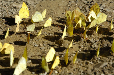 Close-up of leaves