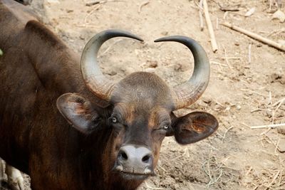 Portrait of a forest buffalo. indian gaur, bison, buffaol grazing in the muddy fields. 