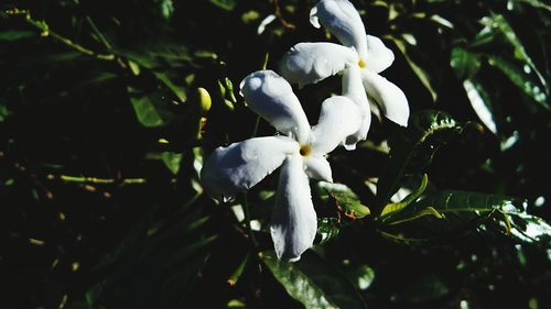 Close-up of white flowering plant