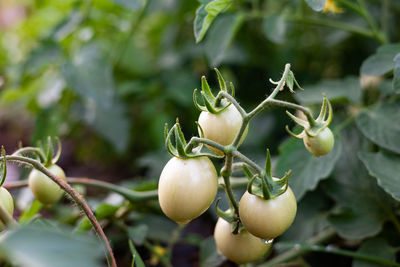 Close-up of tomatoes growing on tree