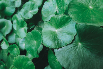 Full frame shot of fresh green leaves