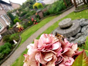 Close-up of bee on flower