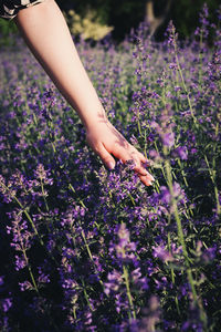 Cropped hand of woman holding flowers