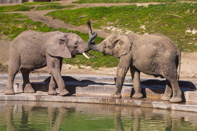 View of elephant in lake