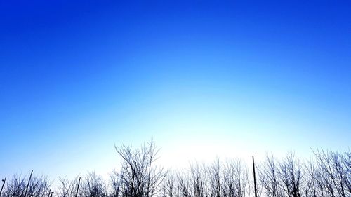 Low angle view of trees on field against clear blue sky
