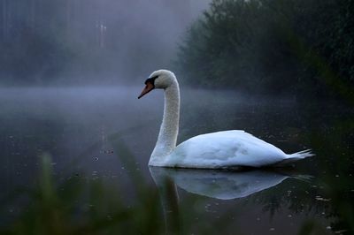 Swan swimming in lake