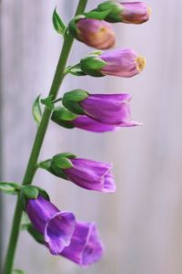 Close-up of purple flowering plant