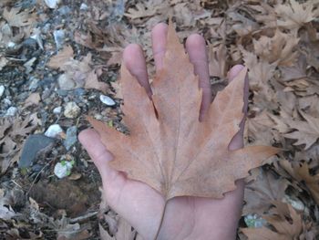 Close-up of leaves on ground