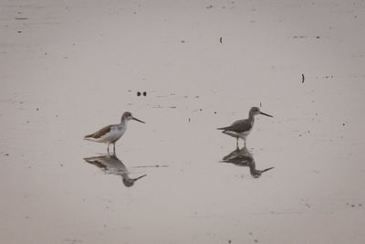 Flock of birds on beach