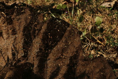 High angle view of plant growing on field