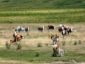 Cows grazing on grassy field