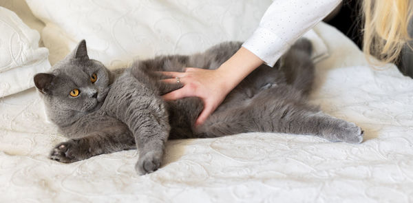 Girl stroking lying gray cat with orange eyes close-up. british blue shorthair cat. selective focus.