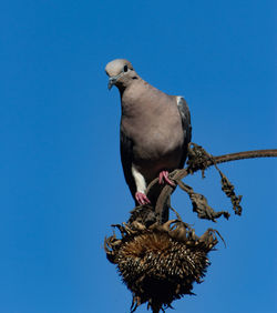bird