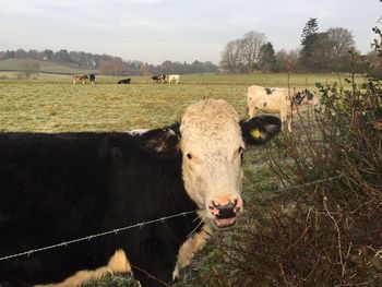 Cows on field against sky