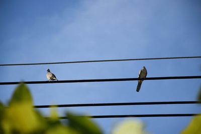 Low angle view of bird perching on cable