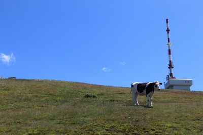 Sheep grazing on grassy field