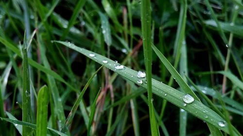 Close-up of wet grass during rainy season