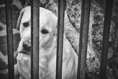 Close-up portrait of dog