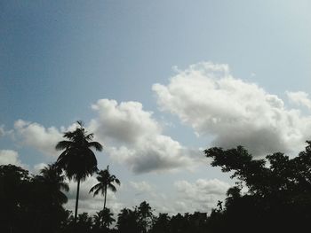 Low angle view of trees against sky