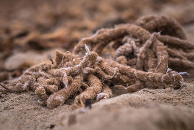 Close-up of ropes on rope