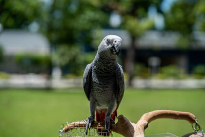 Close-up of bird perching