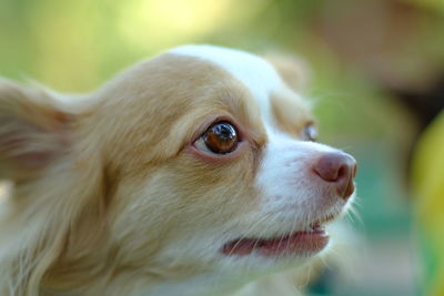 Close-up of a dog looking away
