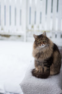 Close-up of cat