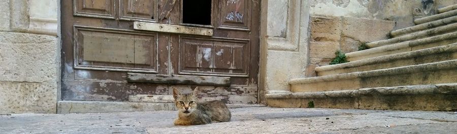 View of cat sitting on steps