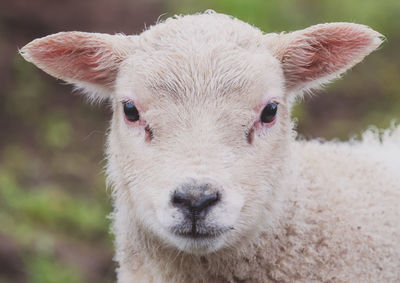Close-up portrait of lamb