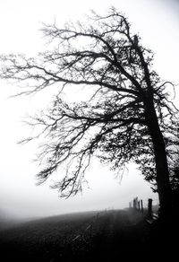 Close-up of silhouette tree against clear sky