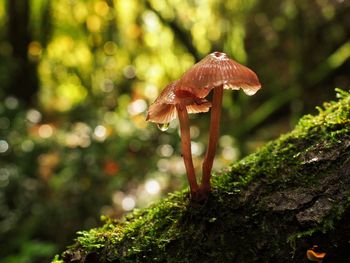 Close-up of mushroom growing on tree