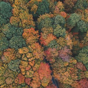 Full frame shot of autumnal trees