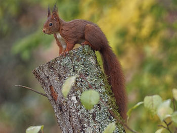 Close-up of squirrel on tree