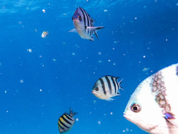 Jellyfish swimming in sea